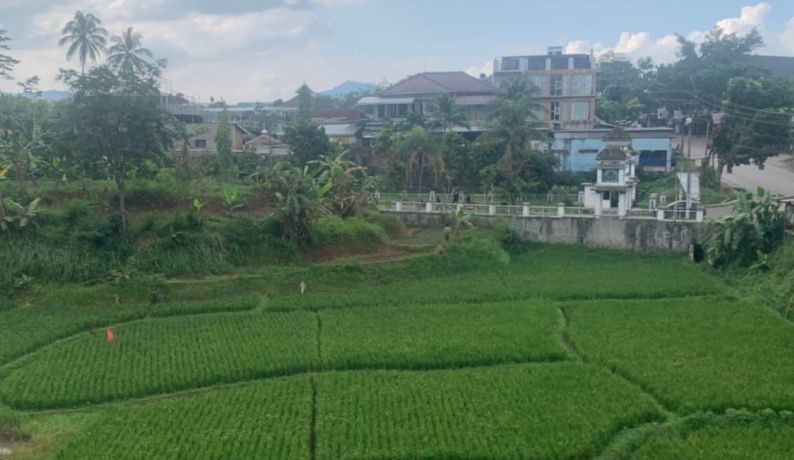 DP3H Minta Petani Cianjur Menanam Padi Lebih Cepat