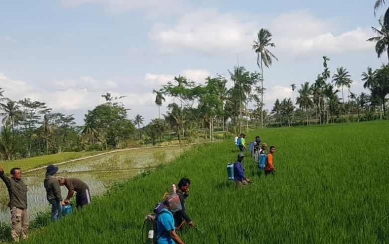 Extension Workers and Farmers Massively Control Pests in Jember