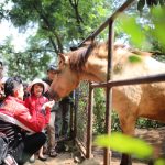 PEDULI HEWAN: Para pengunjung Kebun Binatang Bandung atau Bandung Zoo tampak akrab dengan satwa seekor kuda dengan memberikan makanan.