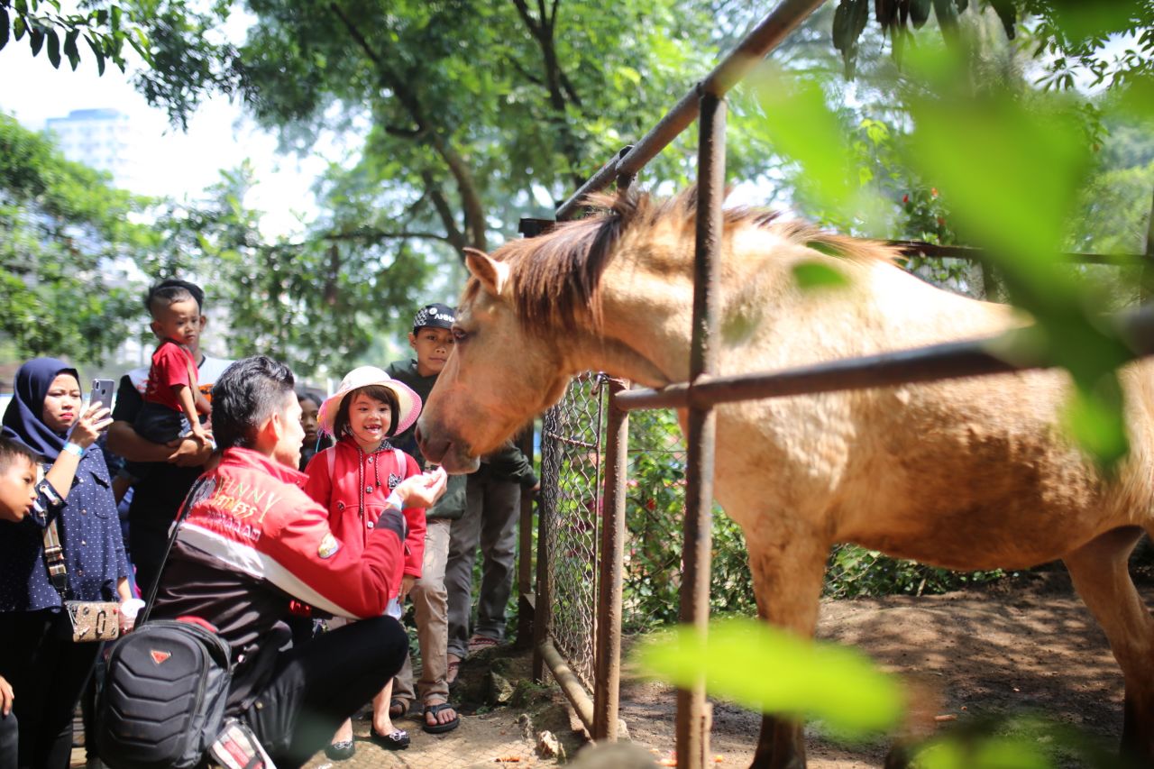 PEDULI HEWAN: Para pengunjung Kebun Binatang Bandung atau Bandung Zoo tampak akrab dengan satwa seekor kuda dengan memberikan makanan.
