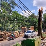 Kecolongan, Disperumkim Beberkan Penyebab Pohon Tumbang di Bogor / Yudha Prananda