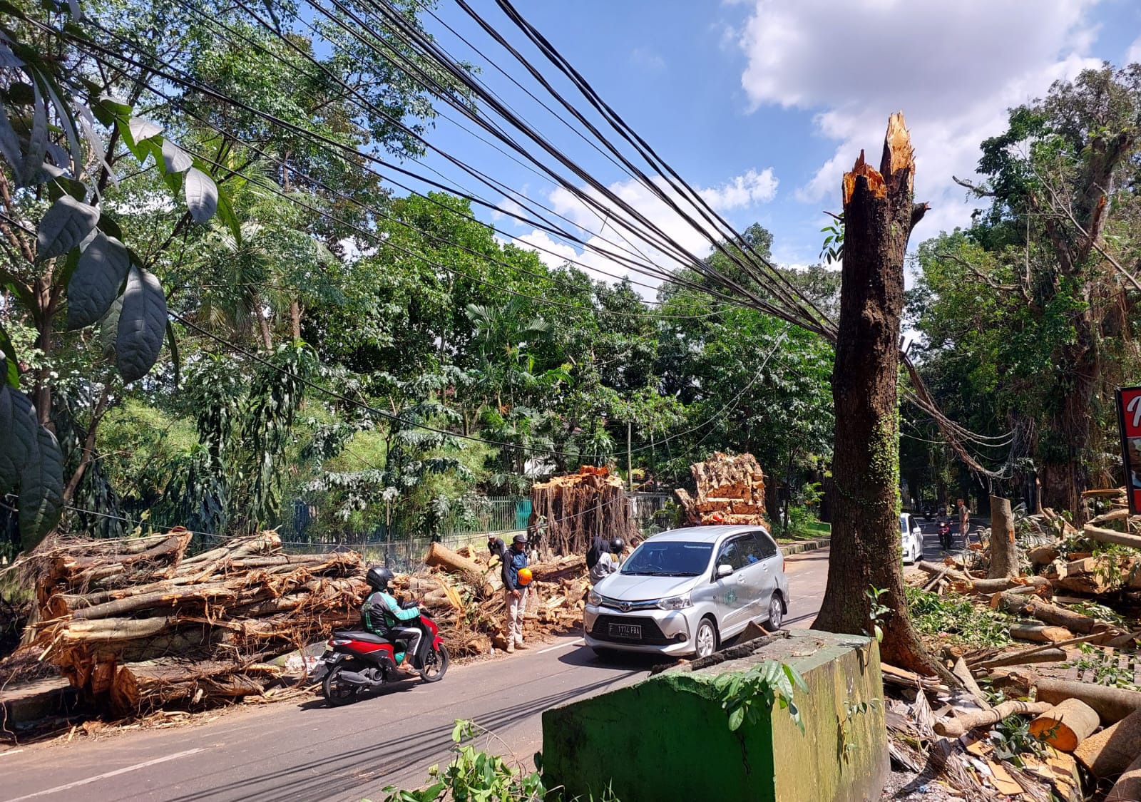 Kecolongan, Disperumkim Beberkan Penyebab Pohon Tumbang di Bogor / Yudha Prananda