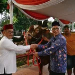Jelang Idul Adha, Ma'ruf Amin Serahkan Sapi Kurban dengan Berat 1 Ton ke Masjid Istiqlal Jakarta 