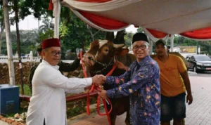 Jelang Idul Adha, Ma'ruf Amin Serahkan Sapi Kurban dengan Berat 1 Ton ke Masjid Istiqlal Jakarta 