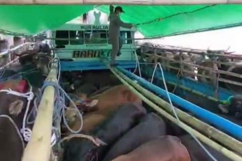 3138 West Sulawesi Cattle Fulfil Kalimantan's Eid al-Adha Needs