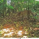 Javan Leopard Recorded Roaming Sanggabuana Forest