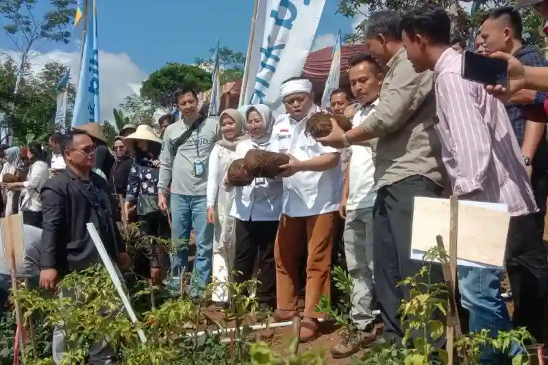 Target Pemkab Garut dalam Mengembangkan Tanaman Porang