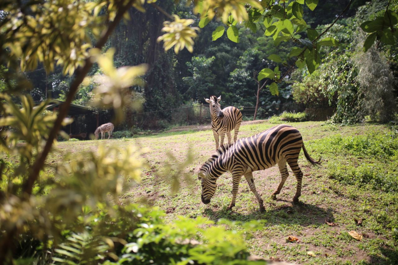 Kebun Binatang Bandung.