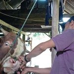 Eid al-Adha 1444 H: Livestock Services Sends Team to Check The Health of Sacrificial Animals