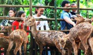 Kisruh perebutan aset Kebun Binatang Bandung antara Yayasan Margasatwa Tamansari Pemkot Bandung mendapat sorotan dari berbagai pihak.