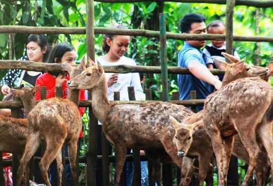 Kisruh perebutan aset Kebun Binatang Bandung antara Yayasan Margasatwa Tamansari Pemkot Bandung mendapat sorotan dari berbagai pihak.