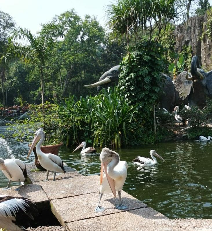 Liburan Bersama Satwa Melalui Wisata Kebun Binatang di Bandung