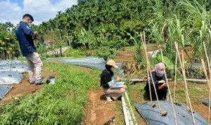 Petani Program Desa Digital Jadi Direktur Utama Pertanian Modern