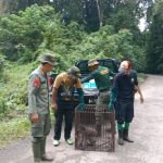 Southeast Sulawesi BKSDA Releases Monkey Endemic to Buton Island