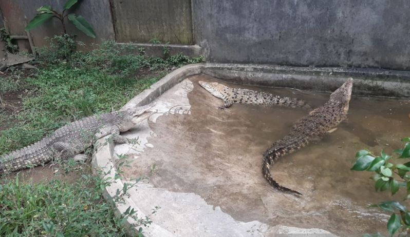 Taman Safari Helps Evacuate Five Crocodiles from Ciamis-Cirebon