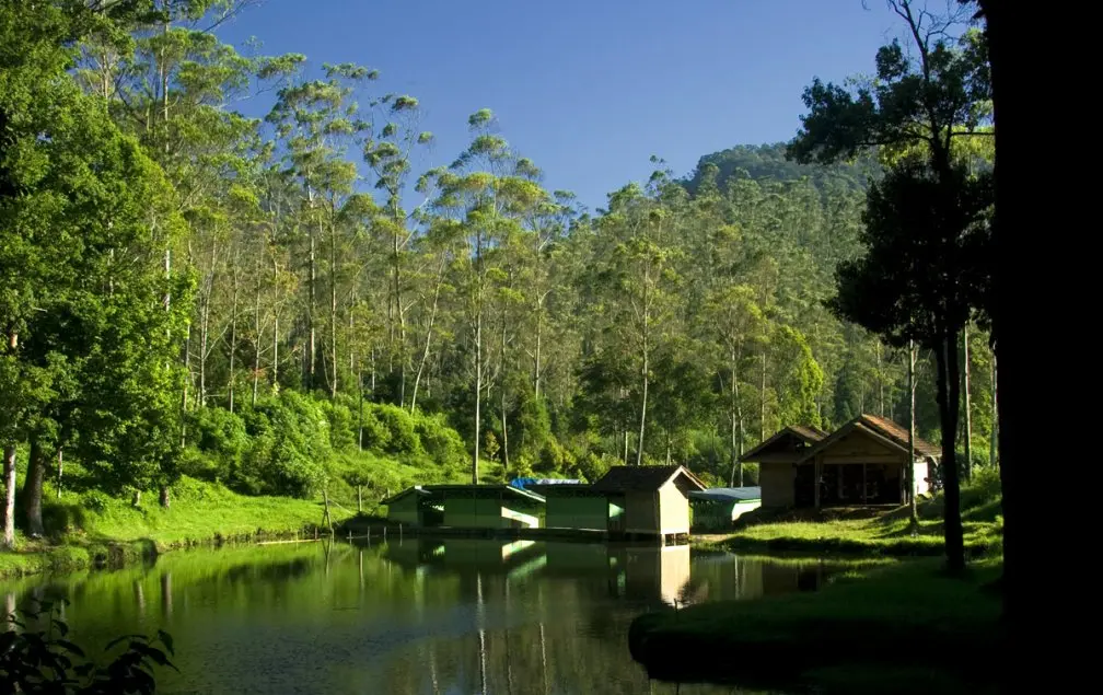 Ranca Upas: Wisata Alam Bandung yang Memikat