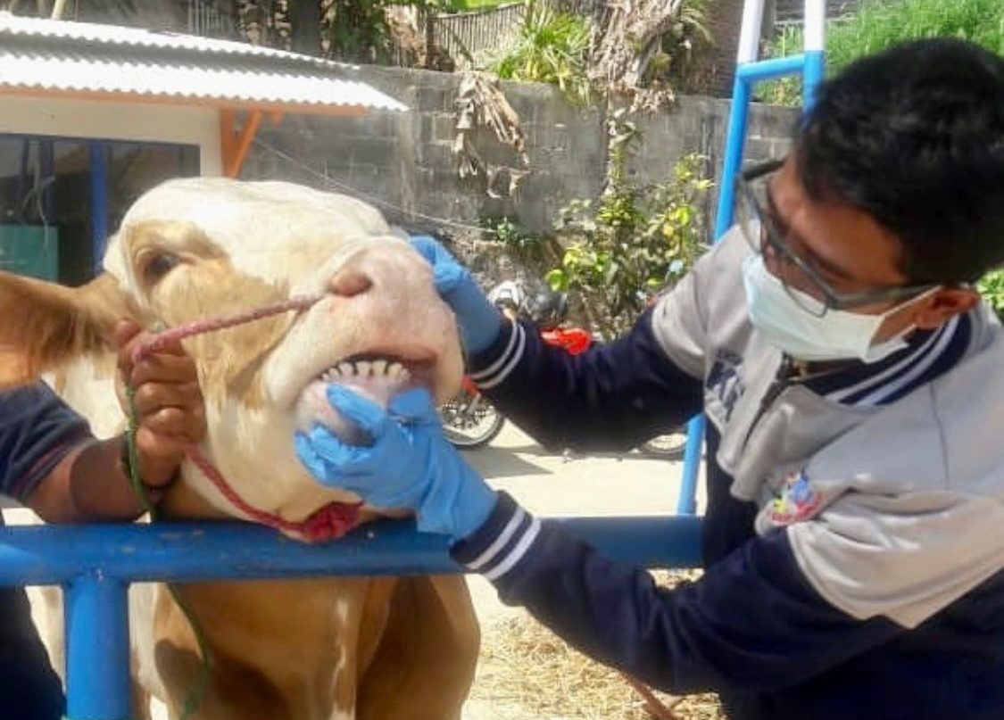 Dok. Petugas Dispernakan Kabupaten Bandung Barat tengah memeriksa kondisi kesehatan hewan kurban. Rabu (7/23). Foto Jabarekspres