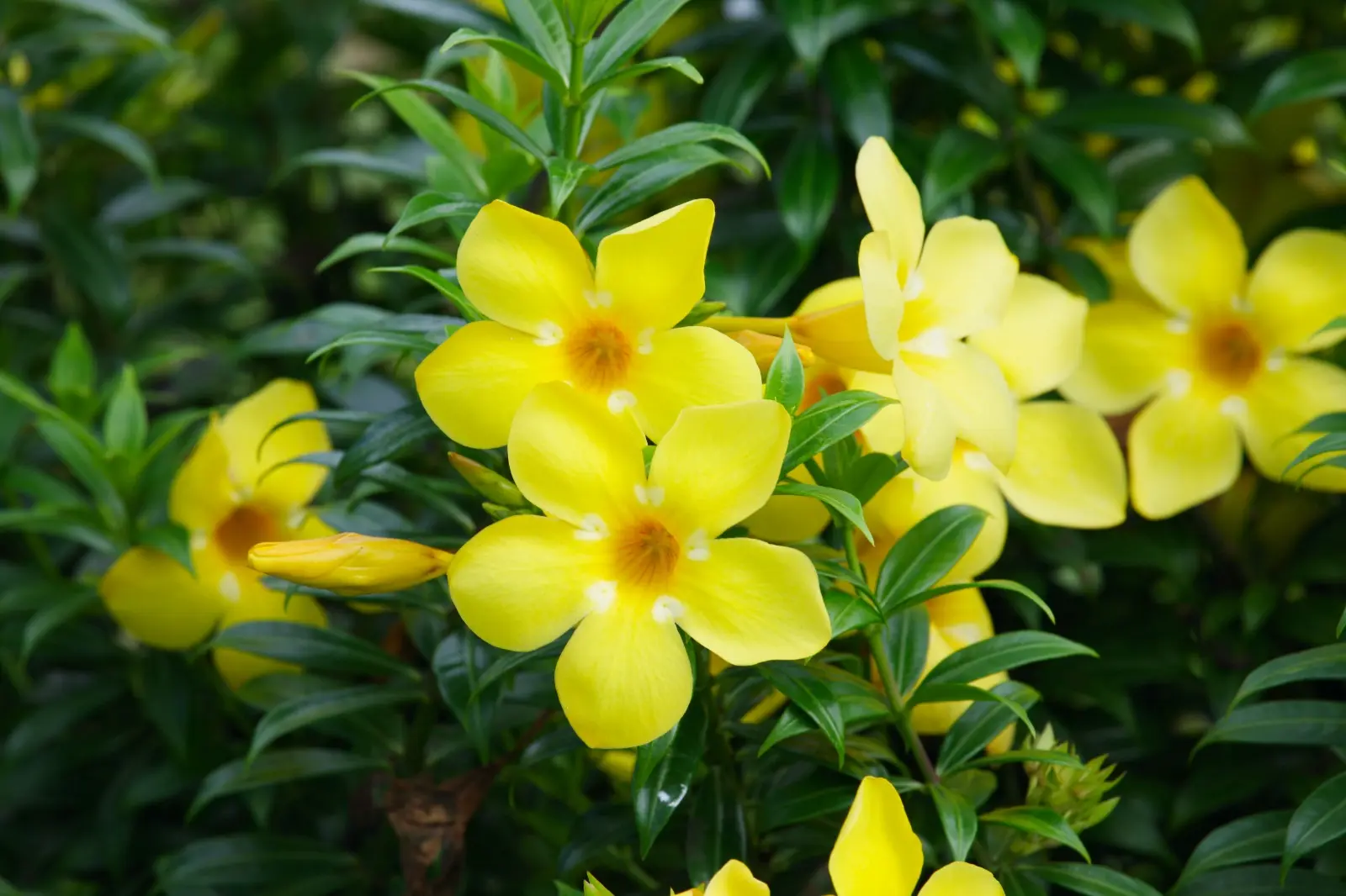 5 Tanaman dengan Bunga yang Berwarna Kuning!