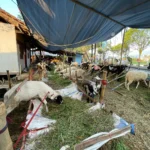 H-2 Lebaran Idul Adha, Pedagang Hewan Kurban di Kabupaten Bandung Keluhkan Sepi Pembeli / Agi Jabar Ekspres