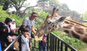 Ridwan Kamil Dukung Bandung Zoo Dikelola Pemkot