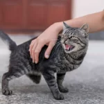 5 Ciri Kucing Rabies yang Perlu Kamu Tahu