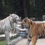 Wisata Bandung Lembang Park & Zoo yang Wajib Dikunjungi