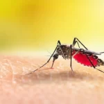 Krisis Iklim Menyebabkan Meningkatnya Resiko Penyakit DBD dan Chikungunya di Eropa