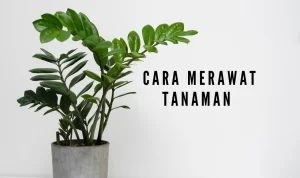 Cara Merawat Tanaman Agar Tumbuh Subur, Lakukan Cara Ini!