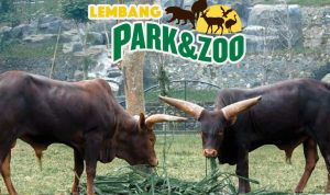 Harga Tiket Wisata Bandung Lembang Park and Zoo/Foto: Instagram (lembang_parkzoo)