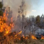 Sebanyak 56 Kasus Kebakaran Hutan Terjadi di Palangkaraya, Pemerintah Beberkan Strategi Penanganan dan Pencegahan
