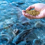 9 Rekomendasi Makanan Ikan Lele yang Kaya Nutrisi, Dijamin Cepat dalam Pertumbuhan