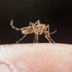 Amerika Serikat Keluarkan Peringatan Wabah Malaria