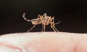 Amerika Serikat Keluarkan Peringatan Wabah Malaria
