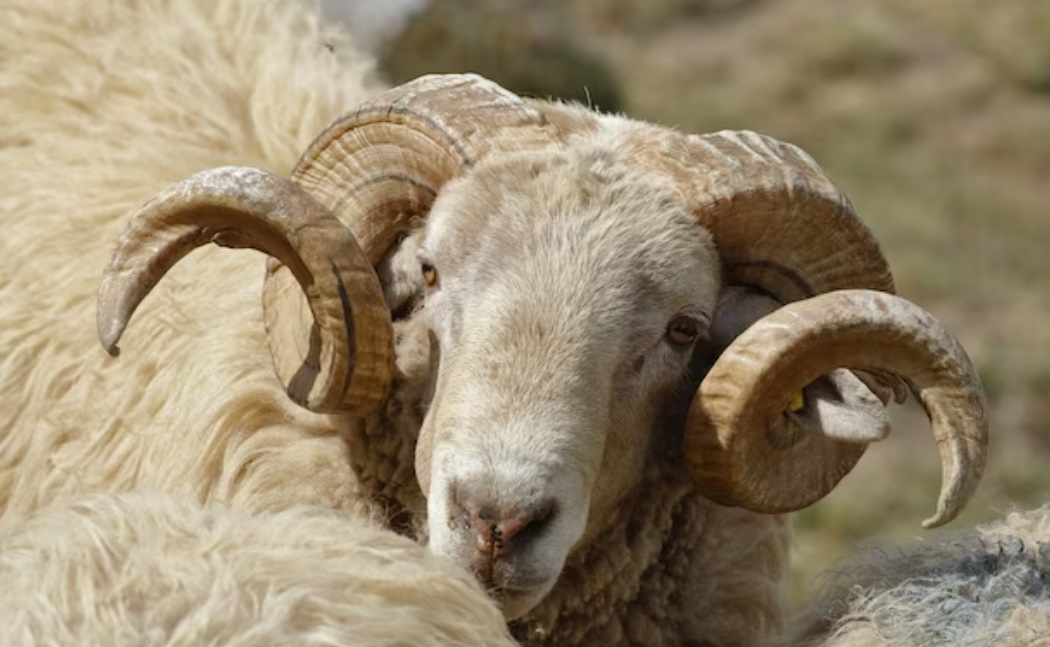 5 Trik Mengolah Daging Domba agar Makin Enak dan Lezat