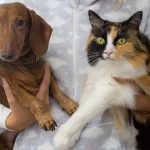 Ilustrasi Ciri-Ciri Rabies Pada Anjing dan Kucing/ Pexels/ Nadia Vasil'eva