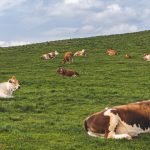 Provincial Government: Demand for Sacrificial Cattle in 2023 Increases by 40 Percent