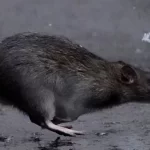 Tikus di Paris Over Populasi? Warga Paris Diminta Hidup Berdampingan dengan Tikus