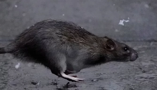 Tikus di Paris Over Populasi? Warga Paris Diminta Hidup Berdampingan dengan Tikus