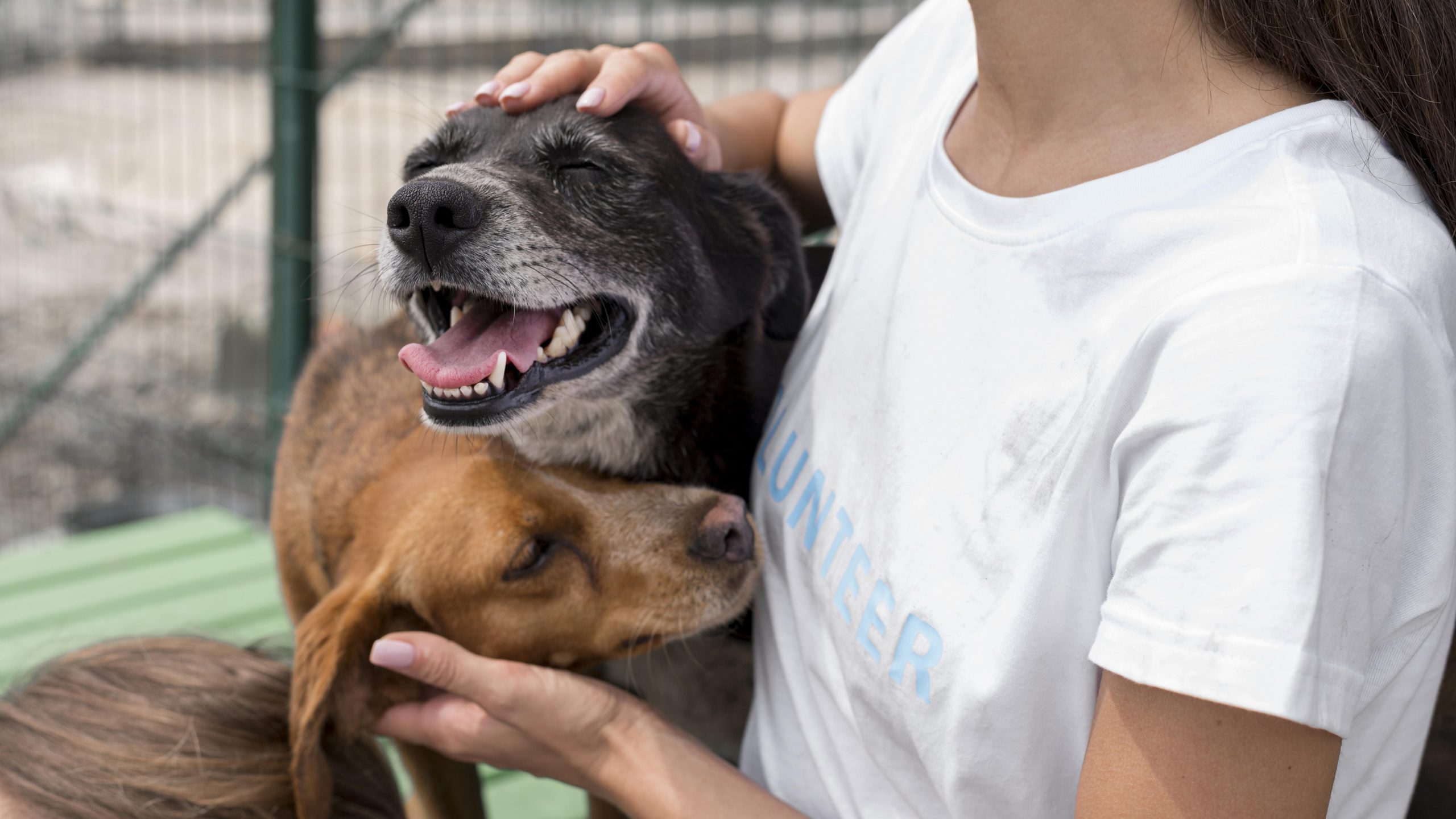 6 Ciri Hewan Rabies yang Wajib Kamu Tahu