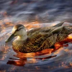 Ilustrasi Duck Syndrome yang harus segera di atasijika sudah terlihat gejalanya. (pixabay)