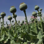 Taliban Berhasil Memusnahkan Sebagian Besar Ladang Opium Afganistan Kurang dari 1 Tahun