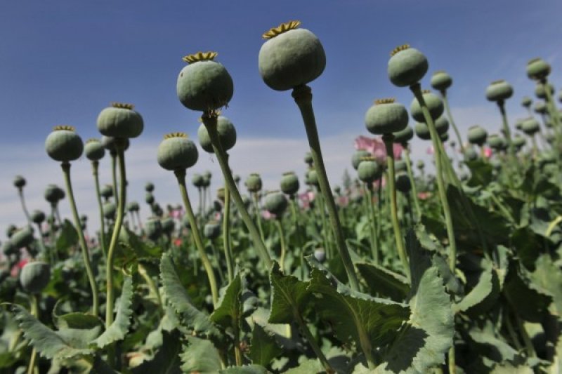 Taliban Berhasil Memusnahkan Sebagian Besar Ladang Opium Afganistan Kurang dari 1 Tahun