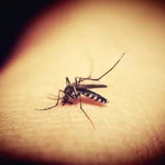Ilustrasi: Nyamuk Aedes aegypti di Kota Cimahi