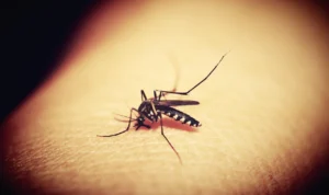 Ilustrasi: Nyamuk Aedes aegypti di Kota Cimahi