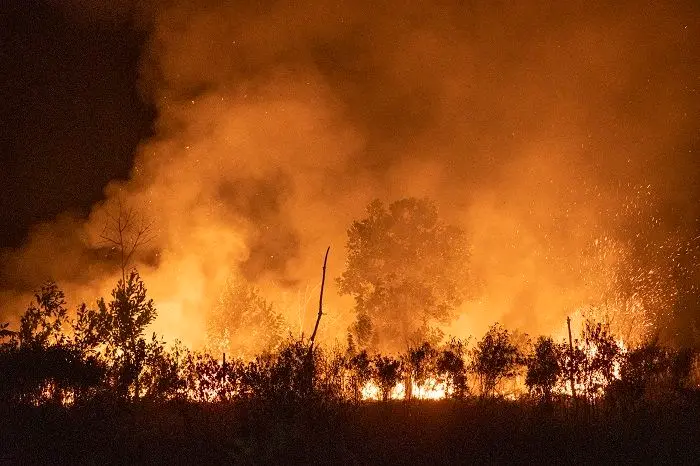 Kebakaran Hutan di Aljazair Tewaskan 25 Orang (NOVA WAHYUDI/ANTARA FOTO)