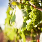 Ilustrasi. 9 langkah budidaya tanaman anggur yang bisa menjadi pilihan berbisnis bahkan dinilai menjanjikan. Pixabay.