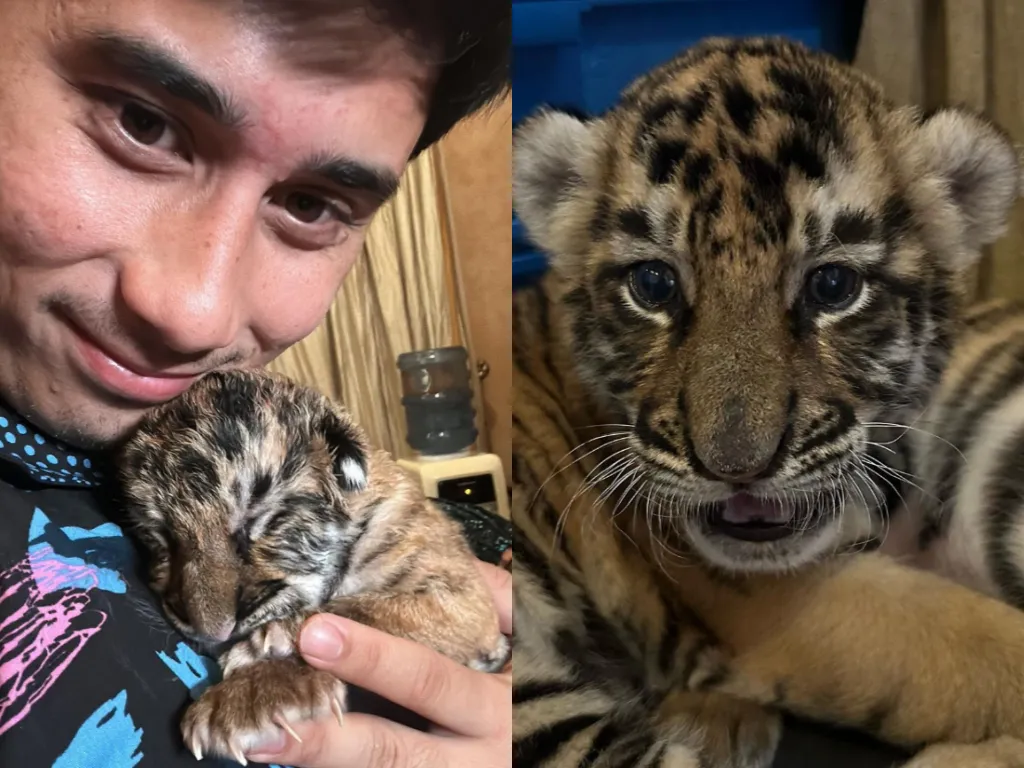 Alshad dan Cenora Anak Harimau yang Mati/ Kolase Instagram @alshadahmad