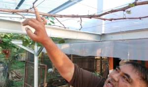 Anggota Polsek Sumedang Bertani Anggur, Jadi Pilihan Bisnis yang Menjanjikan Jelang Pensiun