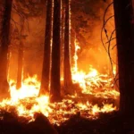 Kebakaran Hutan di Pulau Rhodes Yunani Merenggut 3 Nyawa
