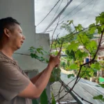 Haris (43) warga Sumedang sedang menunjukan anggur jenis ninel yang ditanamnya di halaman rumah, Sabtu 8 Juli 2023 Siang. (Jabar Ekspres/Dedi Suhandi)